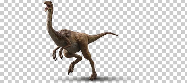 Velociraptor Gallimimus Tyrannosaurus Parasaurolophus Triceratops PNG, Clipart, Animal Figure, Baryonyx, Dinosaur, Fantasy, Gallimimus Free PNG Download