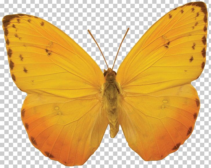 Butterfly Desktop PNG, Clipart, Arthropod, Brush Footed Butterfly, Color, Desktop Wallpaper, Insects Free PNG Download