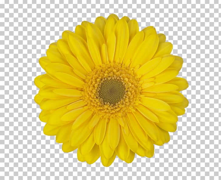 Common Sunflower Stock Photography Sunflower Seed PNG, Clipart, Chrysanths, Common Sunflower, Cut Flowers, Daisy, Daisy Family Free PNG Download