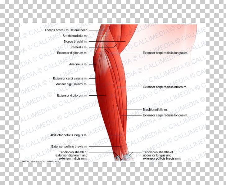 Extensor Digitorum Muscle Forearm Elbow Brachialis Muscle PNG, Clipart, Anconeus Muscle, Angle, Arm, Biceps, Brachialis Muscle Free PNG Download