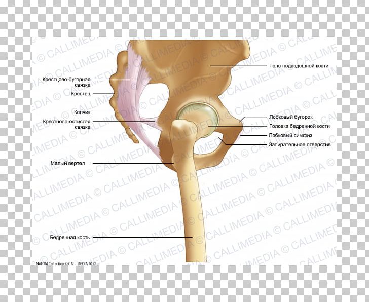 Iliopectineal Line Anatomy Bone Pelvis Hip PNG, Clipart, Anatomy, Anterior Inferior Iliac Spine, Arm, Bone, Capsule Free PNG Download