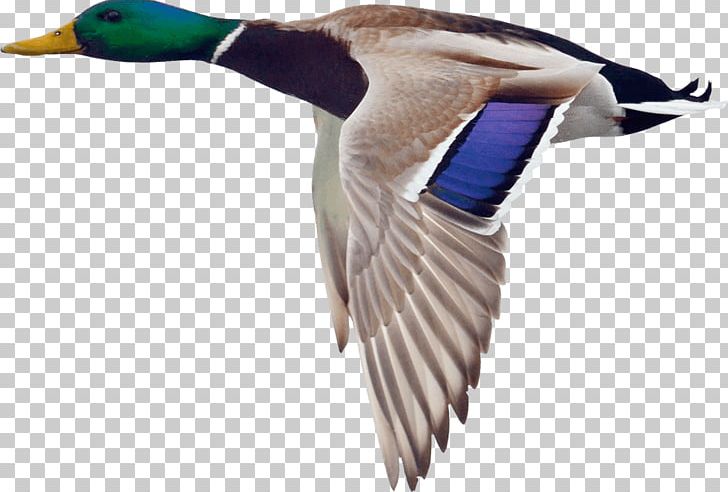 Mallard Duck Goose Bird Hunting PNG, Clipart, Anatidae, Animal, Animals, Beak, Bird Free PNG Download