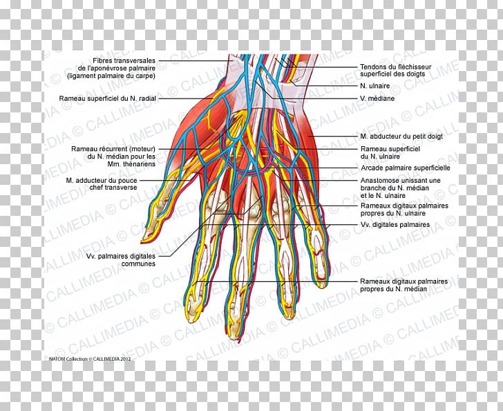 Nerve Blood Vessel Muscles Of The Hand Adductor Pollicis Muscle PNG, Clipart, Area, Artery, Blood, Blood Vessel, Capillary Free PNG Download