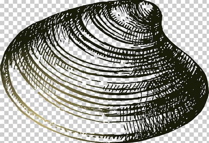Seashell Drawing PNG, Clipart, Abstract Lines, Black, Cir, Curved Lines, Drawing Free PNG Download