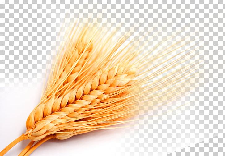 Whole Grain Grasses Cereal PNG, Clipart, Autumn, Bumper, Button, Cereal, Commodity Free PNG Download