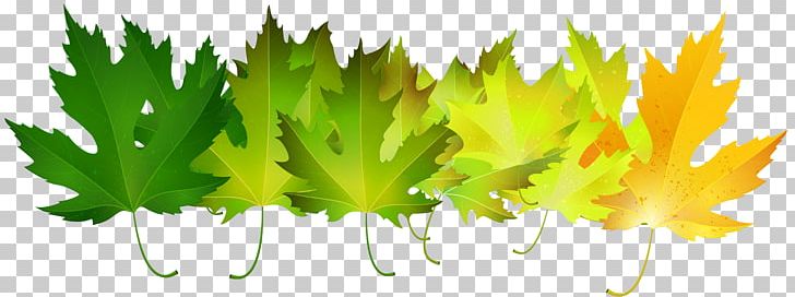 Autumn Leaf Color Green PNG, Clipart, Art, Art Green, Autumn, Autumn Leaf Color, Autumn Leaves Free PNG Download