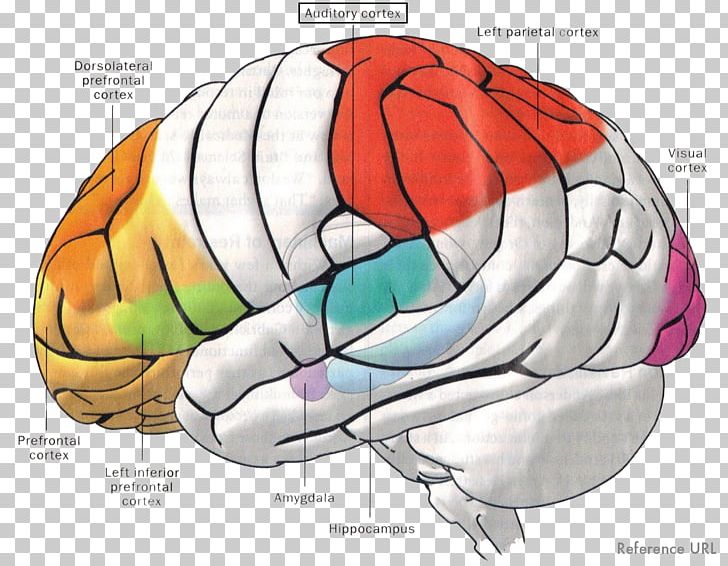 Brain Amygdala Memory Auditory Cortex Auditory System PNG, Clipart, Amygdala, Auditory Cortex, Auditory System, Brain, Cerebral Cortex Free PNG Download