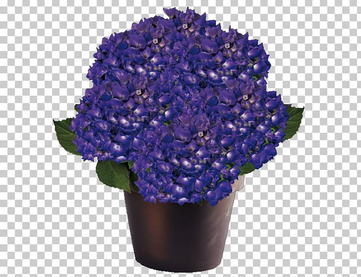 Hydrangea Blue Garden Centre Plant Cut Flowers PNG, Clipart, Blue, Cobalt Blue, Cornales, Cut Flowers, Flower Free PNG Download