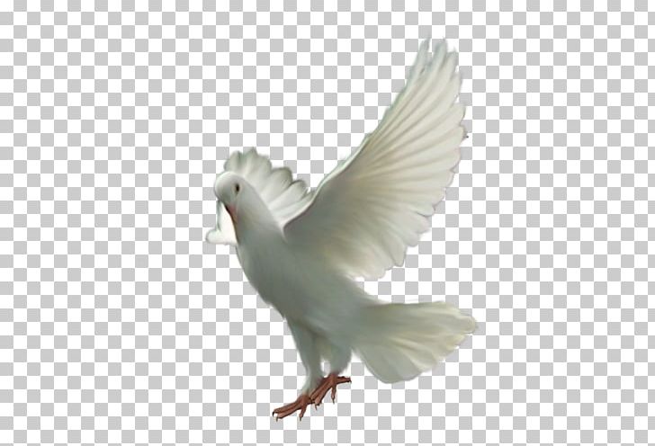 Pigeons And Doves Bird Domestic Pigeon Flight Portable Network Graphics PNG, Clipart, Beak, Bird, Bird Flight, Columbiformes, Domestic Pigeon Free PNG Download