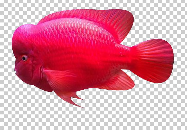 Common Carp Fish Biology Ocean PNG, Clipart, Animals, Aquarium Fish, Biology, Common Carp, Euclidean Vector Free PNG Download