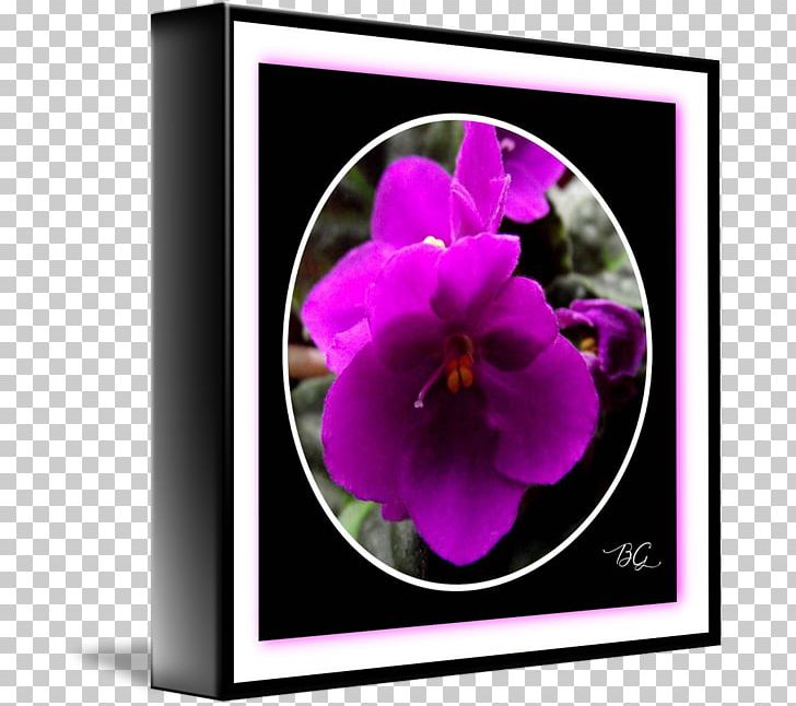 Pansy Violet Petal PNG, Clipart, African Violets, Flora, Flower, Flowering Plant, Magenta Free PNG Download