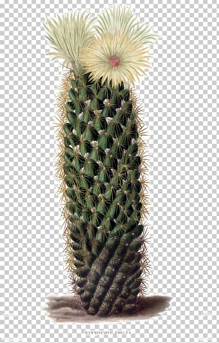 The Cactaceae Coryphantha Erecta Botanical Illustration PNG, Clipart, Botany, Cactaceae, Cactus, Caryophyllales, Coryphantha Free PNG Download