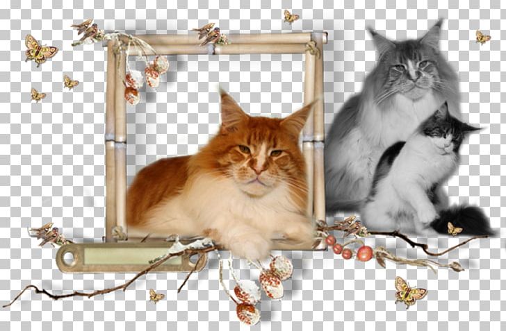 Kitten Maine Coon Whiskers Raccoon PNG, Clipart, Animals, Carnivoran, Cat, Cat Like Mammal, Coon Free PNG Download