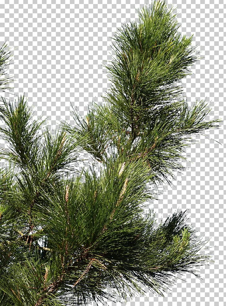 Pine Spruce Fir Tree Branch PNG, Clipart, Arecaceae, Biome, Branch, California Foothill Pine, Casuarina Free PNG Download