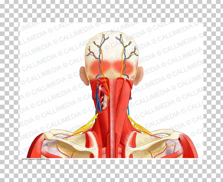 Posterior Triangle Of The Neck Human Body Ray-Ban Muscular System PNG, Clipart, Anatomy, Arm, Blood Vessel, Brands, Finger Free PNG Download