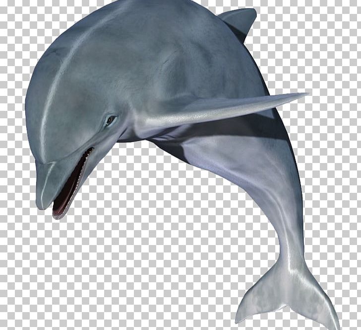Puppy Dolphin PNG, Clipart, Animals, Beak, Cute Dolphin, Cuteness, Dolphins Free PNG Download