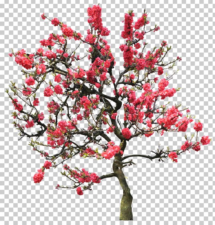Diamant Koninkrijk Koninkrijk Flowers & Trees Garden Flowers Android PNG, Clipart, Amp, Android, Blossom, Branch, Cherry Blossom Free PNG Download