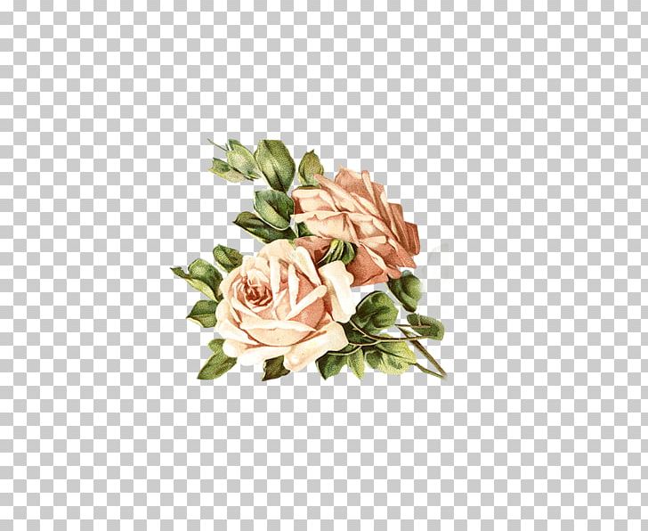 Garden Roses Centifolia Roses Rosa Chinensis Pink PNG, Clipart, Color, Cut Flowers, Floral Design, Floristry, Flower Free PNG Download