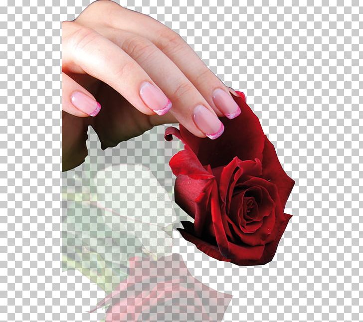 Nail Polish Manicure Garden Roses Nail Art PNG, Clipart, Acryloyl Group, Finger, Flower, Garden, Garden Roses Free PNG Download