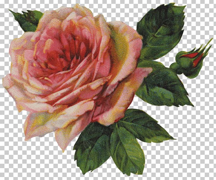 Rose Vintage Clothing PNG, Clipart, Antique, Art, Book Illustration, Clip Art, Cut Flowers Free PNG Download