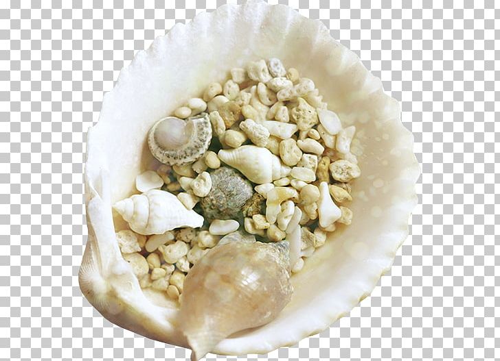 Seashell Mollusc Shell PNG, Clipart, Animals, Animation, Avatar, Clams Oysters Mussels And Scallops, Dish Free PNG Download