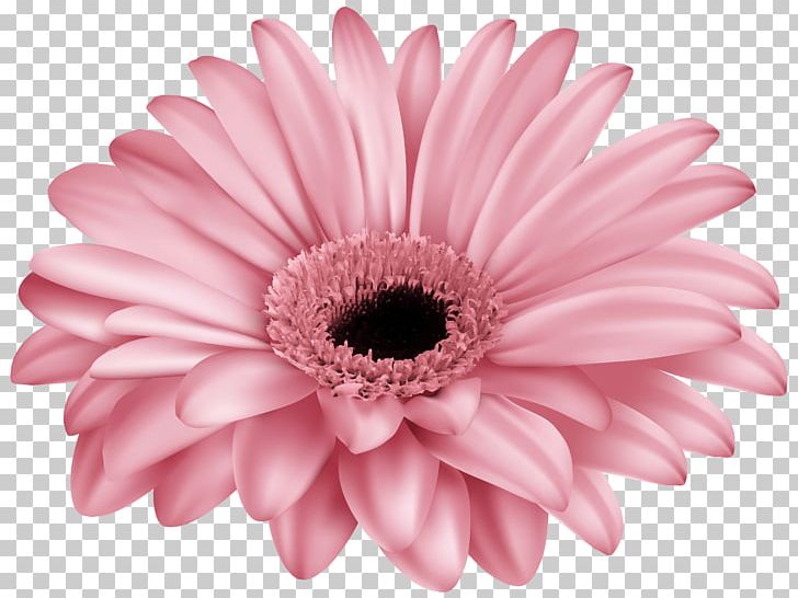 Transvaal Daisy Pink PNG, Clipart, Chrysanths, Color, Cut Flowers, Daisy Family, Desktop Wallpaper Free PNG Download