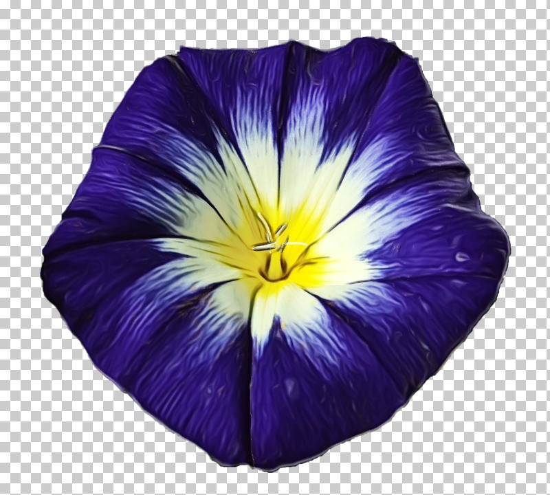 Flower Purple Violet Petal Plant PNG, Clipart, Flower, Herbaceous Plant, Morning Glory, Morning Glory Family, Paint Free PNG Download