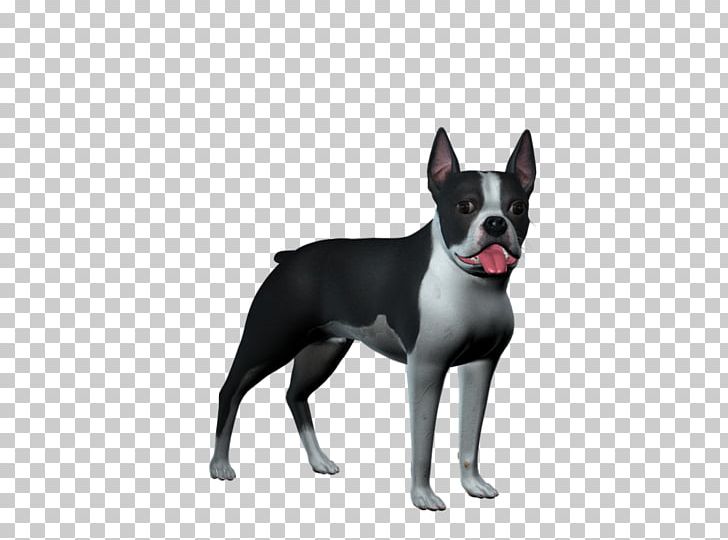 Boston Terrier Old English Terrier English White Terrier Stock Dog Breed PNG, Clipart, Animal, Animals, Boston Terrier, Breed Group Dog, Canidae Free PNG Download