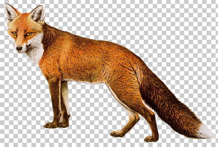 Fox PNG, Clipart, Animals, Canidae, Carnivoran, Computer Icons, Desktop Wallpaper Free PNG Download