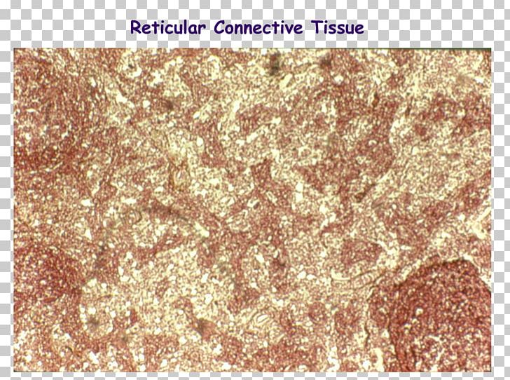 Reticular Connective Tissue Reticular Fiber Dense Irregular Connective Tissue PNG, Clipart, Connective Tissue, Dense Regular Connective Tissue, Dermis, Ectoderm, Epithelium Free PNG Download