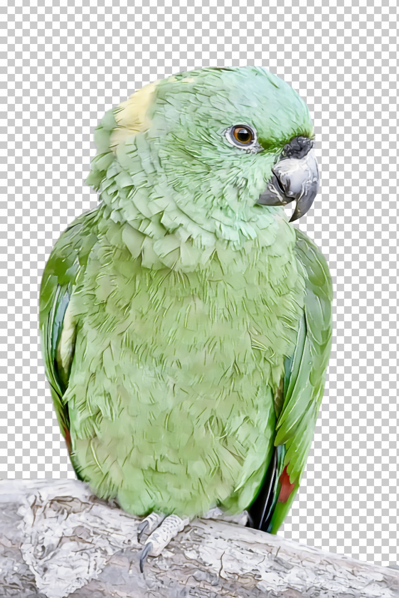 Feather PNG, Clipart, Beak, Feather, Parakeet, Parrots Free PNG Download