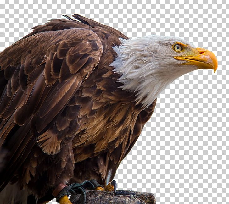 Bald Eagle White-tailed Eagle Portable Network Graphics PNG, Clipart, Accipitriformes, Adler, Animals, Bald Eagle, Beak Free PNG Download