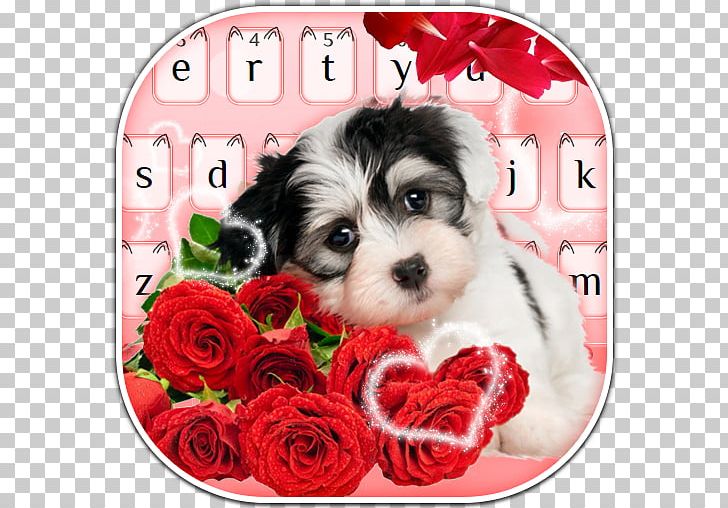 Puppy Greeting & Note Cards Dog Birthday Wish PNG, Clipart, Animals, Biewer Terrier, Birthday, Carnivoran, Cavachon Free PNG Download