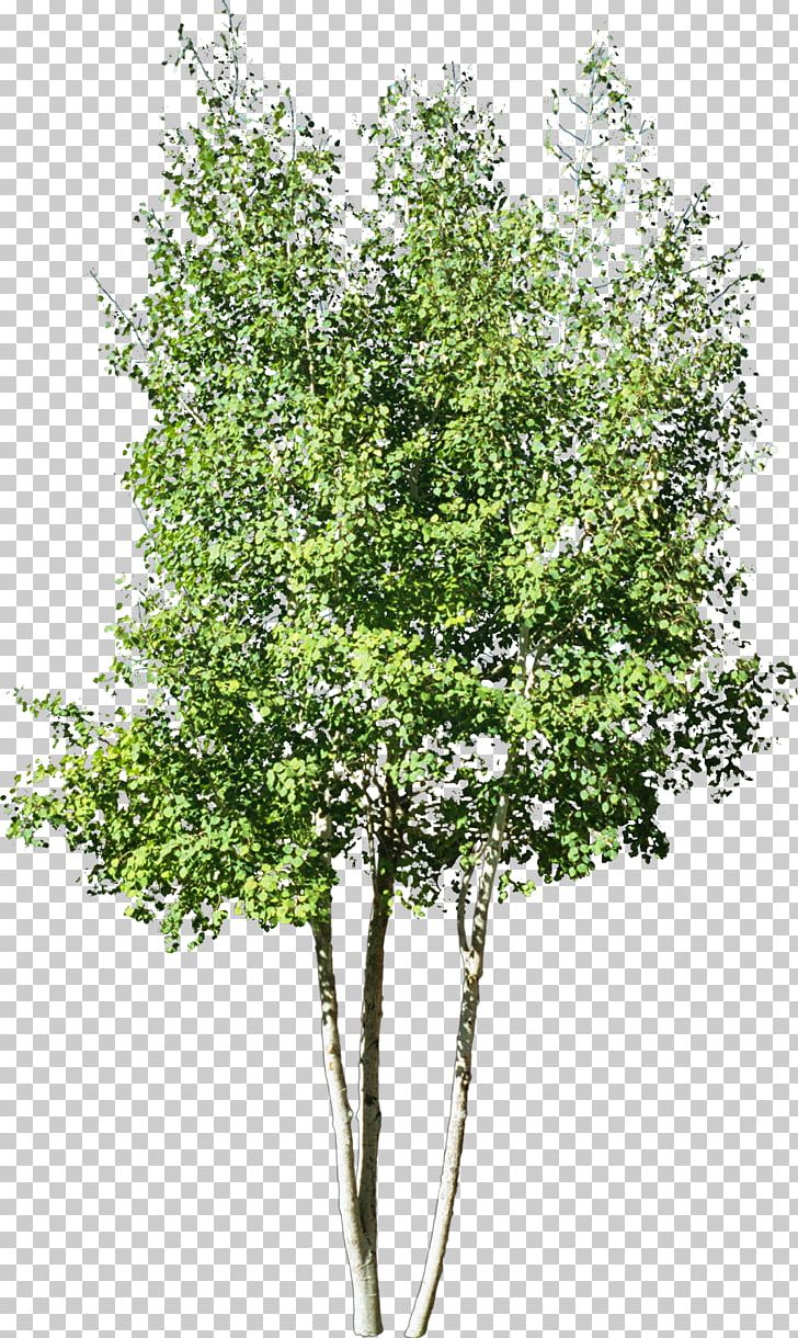 Stock Photography Tree Drawing PNG, Clipart, Birch, Branch, Can Stock Photo, Drawing, Flowering Plant Free PNG Download