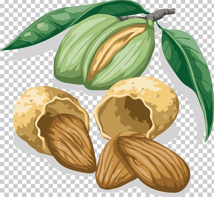Walnut Almond PNG, Clipart, Almond Branch, Almond Milk, Almond Nut, Almond Nuts, Almonds Free PNG Download