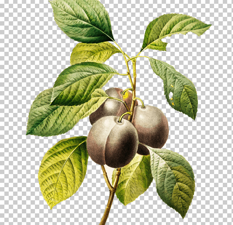 Fruit Tree PNG, Clipart, Branch, European Plum, Flower, Food, Fruit Free PNG Download