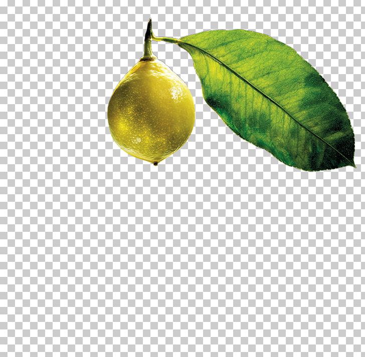 Citrus Leaf PNG, Clipart, Citrus, Food, Fruit, Leaf, Plant Free PNG Download