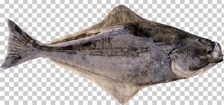 International Pacific Halibut Commission Flatfish Pacific Cod PNG, Clipart, Animal Figure, California Halibut, Chinook Salmon, Fauna, Fish Free PNG Download
