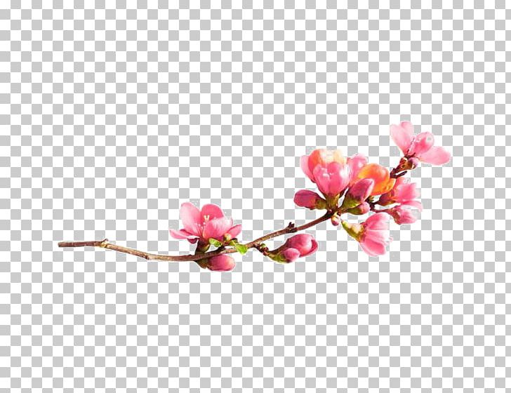 Plum Blossom PNG, Clipart, Branch, Cherry Blossom, Chinese, Chinese Style, Creative Free PNG Download