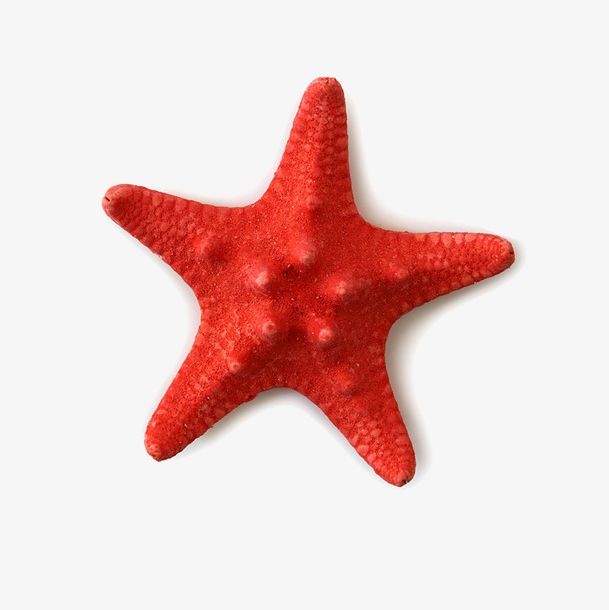 Red Starfish PNG, Clipart, Animal, Animal Shell, Backgrounds, Beach, Close Up Free PNG Download