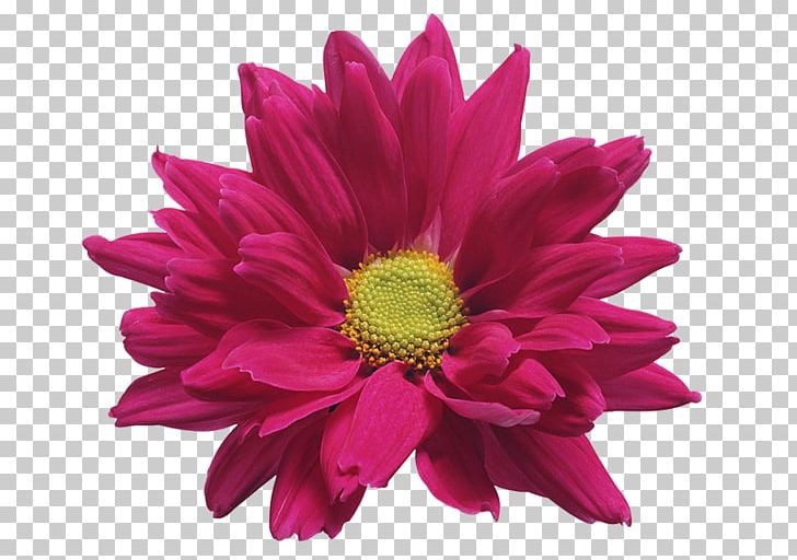 Cut Flowers Chrysanthemum ×grandiflorum PNG, Clipart, Annual Plant, Aster, Chrysanthemum, Chrysanthemum Grandiflorum, Chrysanths Free PNG Download