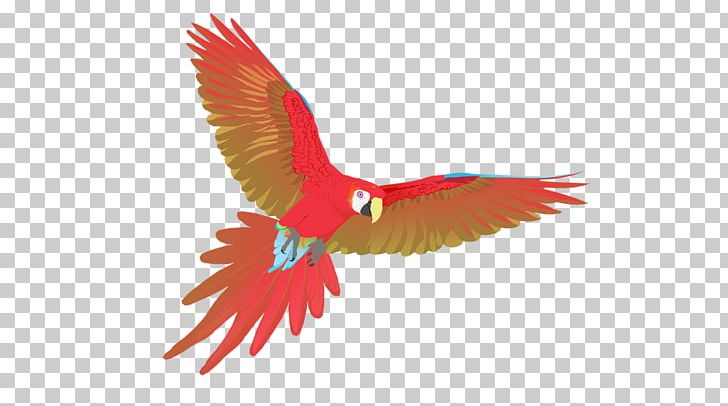 Macaw Uppsala Beak Feather Child PNG, Clipart, Animals, Beak, Beard, Bird, Child Free PNG Download