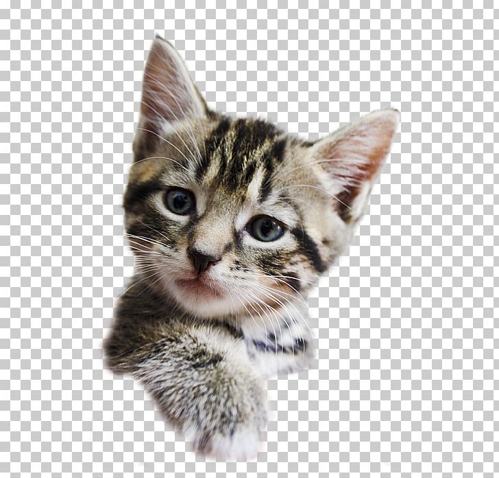 Dragon Li Kitten American Shorthair American Wirehair California Spangled PNG, Clipart, Aegean Cat, Americ, Asian, Bengal, Bengal Cat Free PNG Download