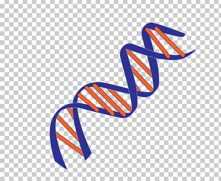 Molecular Models Of DNA Nucleic Acid Double Helix Genetics Base Pair PNG, Clipart, Area, Base, Biology, Cell, Circulating Tumor Dna Free PNG Download