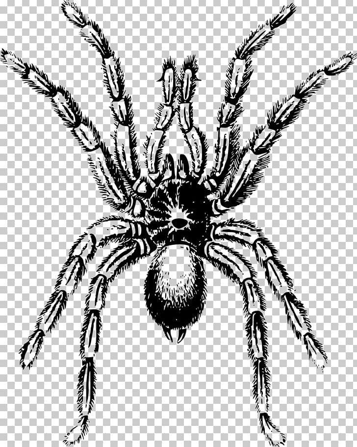 Spider Lycosa Tarantula PNG, Clipart, Animal, Arachnid, Arthropod, Artwork, Black And White Free PNG Download