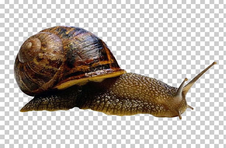 The Snail PhotoScape PNG, Clipart, Animals, Archachatina Marginata, Download, Escargot, Forbidden Free PNG Download