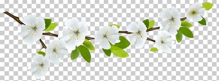 Branch Flower Desktop PNG, Clipart, Blossom, Branch, Cherry Blossom, Computer Wallpaper, Desktop Wallpaper Free PNG Download