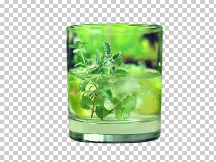 Catnip Lemonade Mint PNG, Clipart, Banana Leaves, Basil, Cat, Catmints, Catnip Free PNG Download