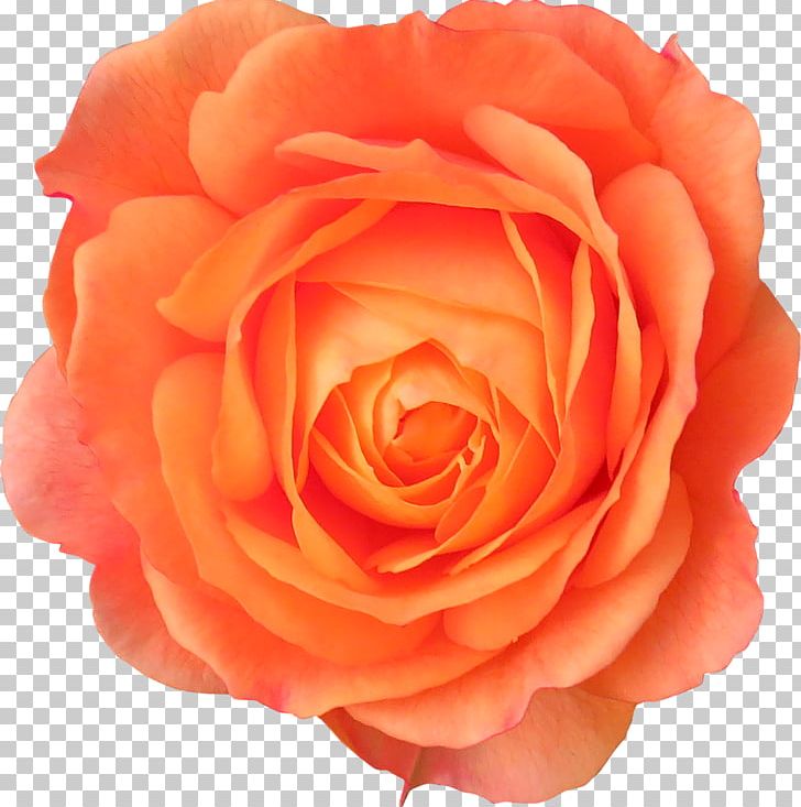 Cut Flowers Garden Roses Centifolia Roses PNG, Clipart, Amino Apps, Campfire, Centifolia Roses, China Rose, Cut Flowers Free PNG Download