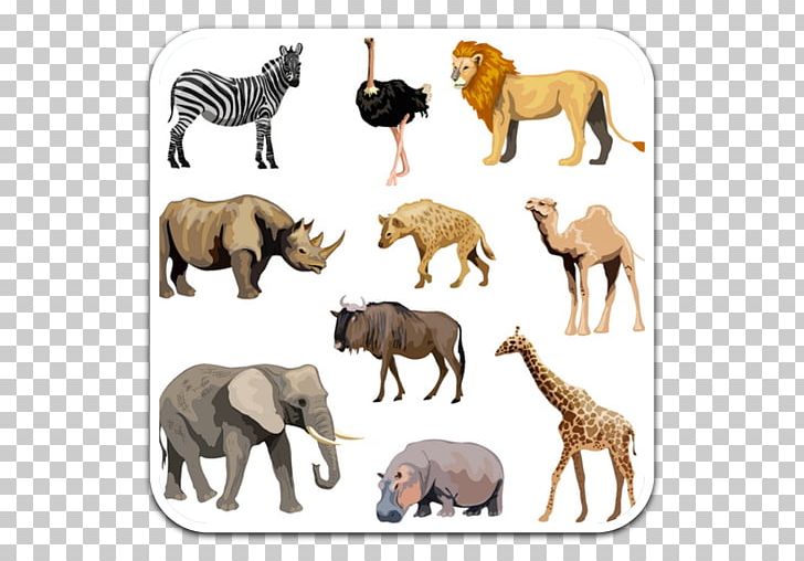 Fauna Of Africa Rhinoceros Okapi African Bush Elephant PNG, Clipart, Africa, African, African Animals, African Bush Elephant, African Elephant Free PNG Download